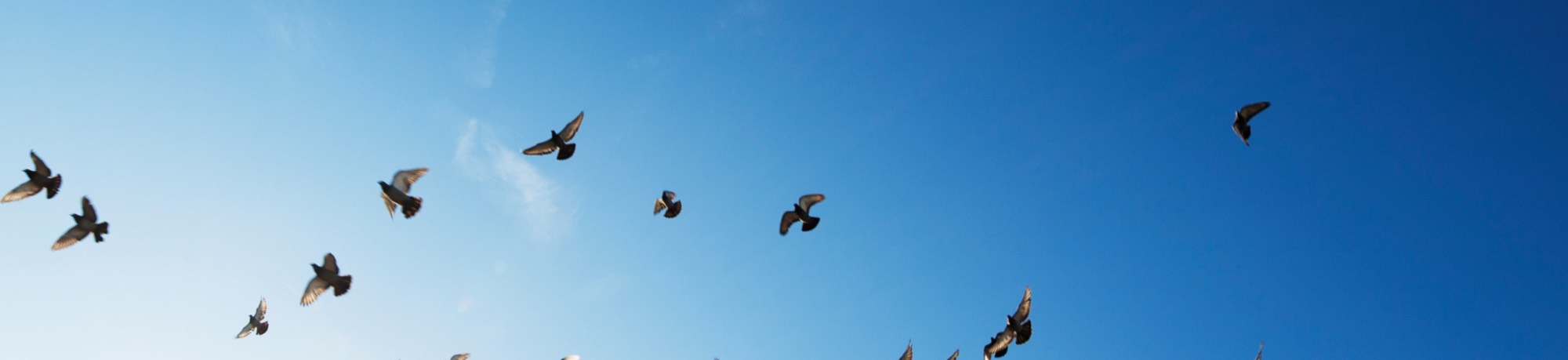 Birds flying